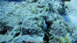 sea horse by Helen Hansen 